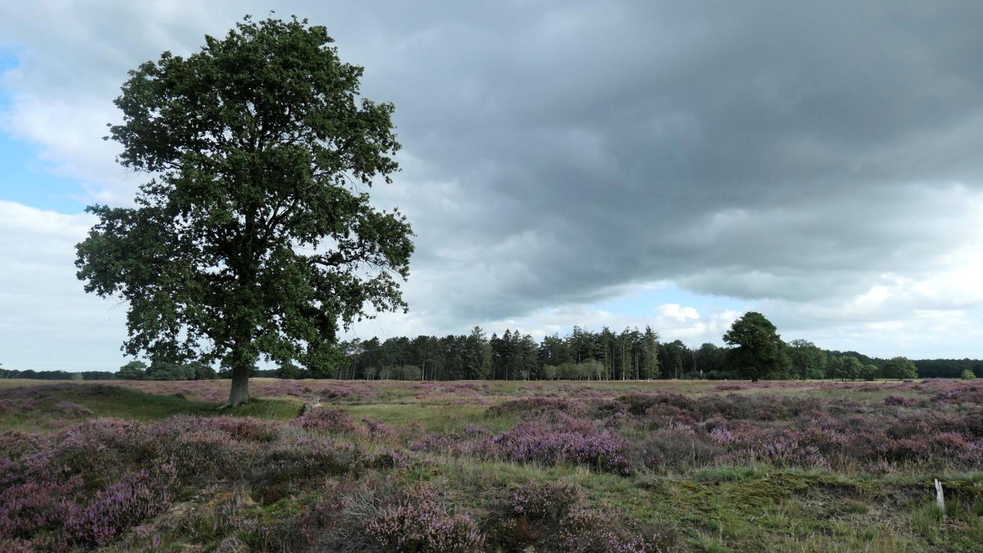 Huisje De Geluksvogel Zorgvlied Exteriér fotografie